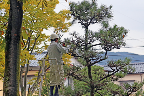 木の剪定
